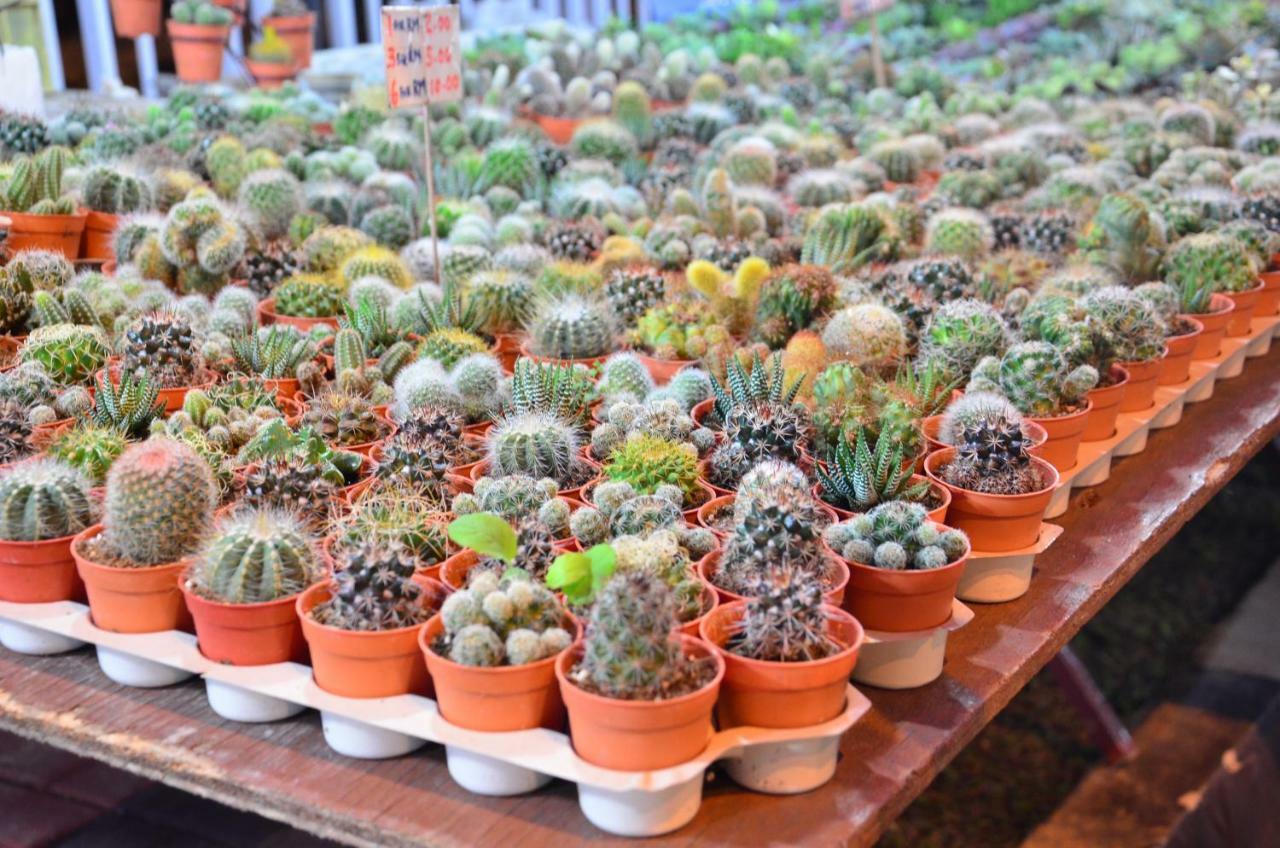 The Woodz Thematic Homestay - Cameron Highlands Golden Hills Night Market Exteriér fotografie
